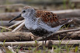 Bonte strandloper