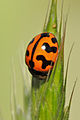 Brouk rodu Coccinella z USA