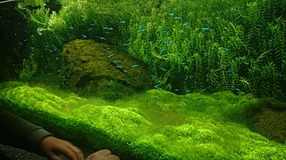 Aquarium couvert de plantes.