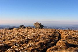 Appalachian balds dans le parc d'État de Roan Mountain