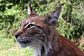 An eurasian lynx at Skåne Zoo (Swedish: Skånes djurpark), near Höör, Scania, southern Sweden.