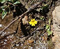 Mimulus primuloides, single plant