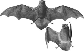 Illustration de deux chauves-souris.