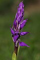 Orchis masculasubsp. speciosa