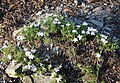 Spreading Phlox (Phlox diffusa) plant