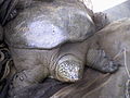 Thumbnail for Yangtze giant softshell turtle