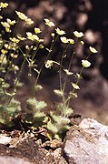 Saxifraga arachnoidea