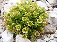 Saxifraga fachinii