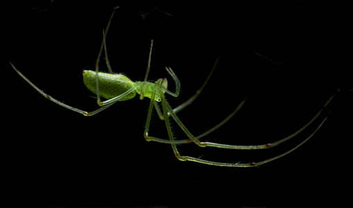 Tetragnatha squamata