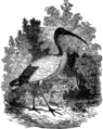 English: Ibis. Picture from popular bible encyclopedia of Archimandrite Nicephorus (1892). Русский: Ибис. Иллюстрация из иллюстрированной библейской энциклопедии архимандрита Никифора (1892)