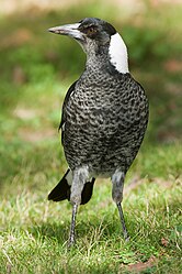 Immaturer Flötenvogel (von JJ Harrison)