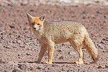 Un Renard de Magellan ou Lycalopex culpaeus