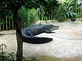 Leistenkrokodil Max (1956–2015) im Zoo Dresden