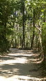 Bomen in een dorp in Jaflong, Sylhet, Bangladesh