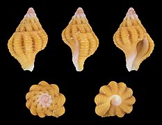 Peristernia reincarnata (Flesh-coloured Peristernia), shell, juvenile