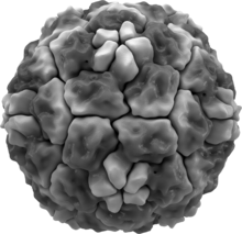 Isosurface of a human rhinovirus, showing protein spikes