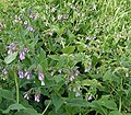 Russian comfrey