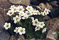 Saxifraga exarata