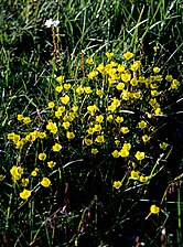 Saxifraga hirculus - Bokjessteenbreek