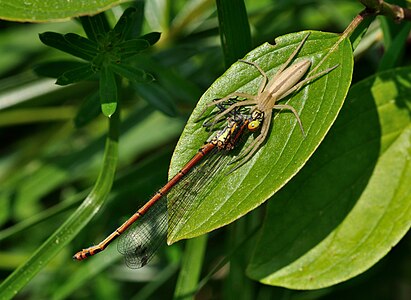 Tibellus oblongus capturing a Pyrrhosoma nymphula (Large Red Damselfly)