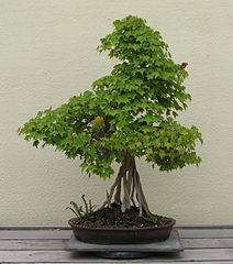 Exposed roots style Trident Maple