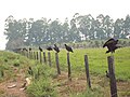 Urubus ao amanhecer em uma fazenda próxima à Vila Nova dos Martírios, Maranhão, Brasil