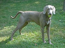 Weimaraner Amigo.jpg