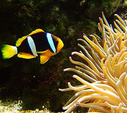 A. clarkii (Clark's anemonefish)