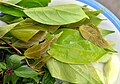 'Bai makok': sour and slightly bitter leaved, often eaten together with certain types of 'nam phrik'