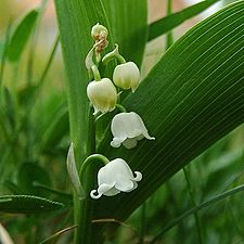 Liljekonvaljblommor (som jämförelse)