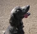 longhaired weimaraner