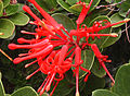 Embothrium coccineum