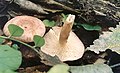 Lactarius spinosulus