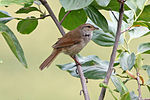 Thumbnail for Manchurian bush warbler