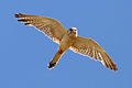 Nankeen kestrel