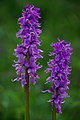 Orchis mascula Romania