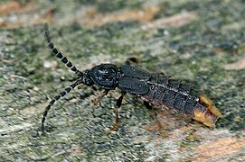 May 5: The firefly Phosphaenus hemipterus.