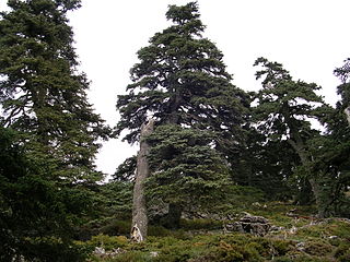 Pinsapos, Sierra de las Nieves