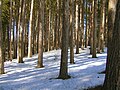 Borovice smolná, jeden ze symbolů státu (sever Minnesoty)