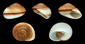 Ryssota otaheitana (Tahitian Ryssota), Shell