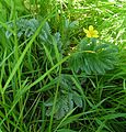 Silverweed