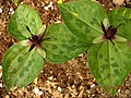 Trillium stamineum