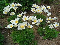 Snowdrop anemone (Anemone sylvestris), native to meadows in Europe