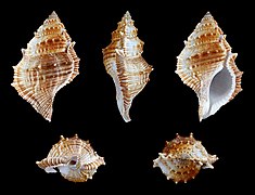 Bufonaria cristinae, Shell