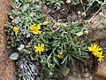 Golden-aster (Pyrrocoma apargioides) Glacier Canyon