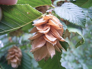 Europeesk Hoopbööke (Ostrya carpinifolia)