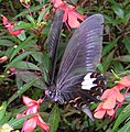 Papilio helenus