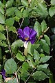 Thunbergia erecta