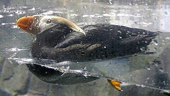 Tufted puffin