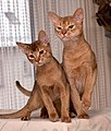 Abyssinian male cats: Gustav de 'Quiomme and his father Cedarwood Sethos